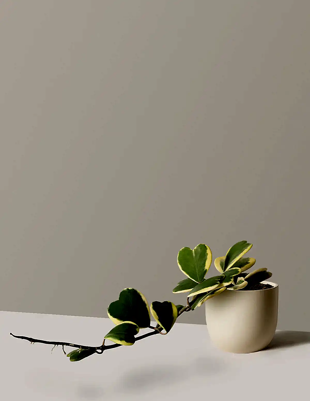 Trailing Hoya Heart
