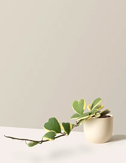 Trailing Hoya Heart