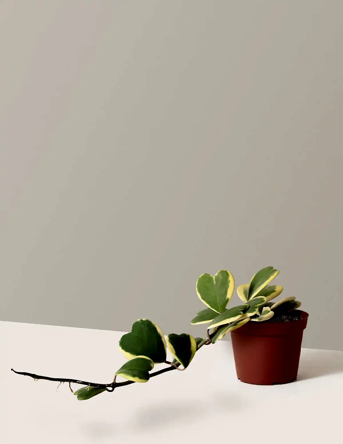 Trailing Hoya Heart