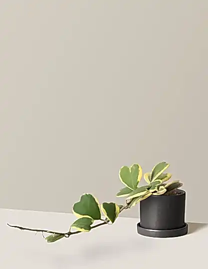 Trailing Hoya Heart