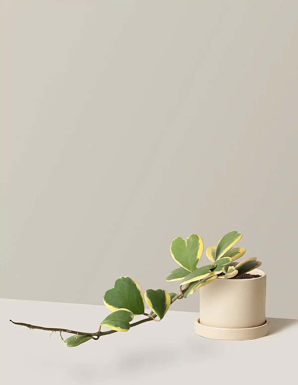 Trailing Hoya Heart