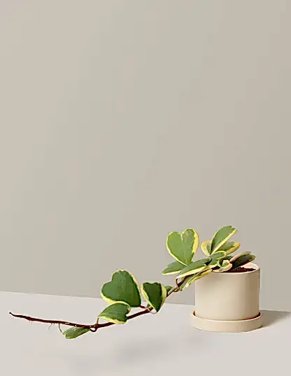 Trailing Hoya Heart