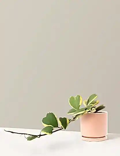 Trailing Hoya Heart
