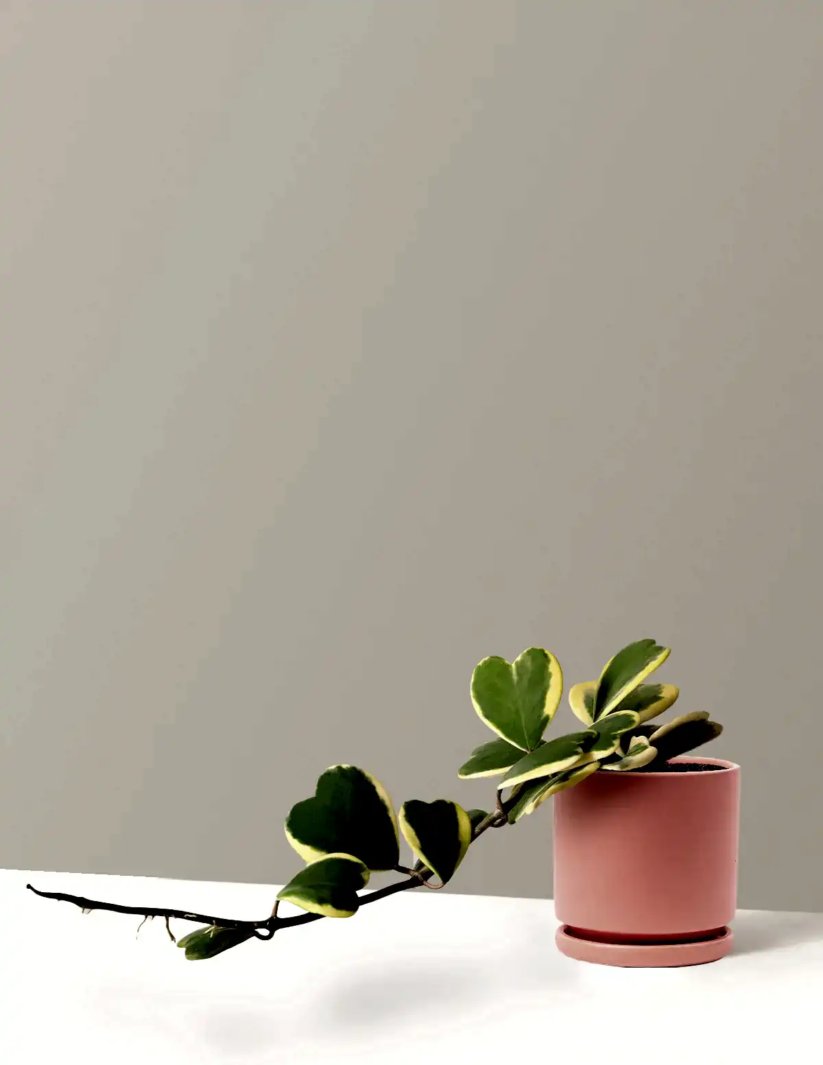 Trailing Hoya Heart