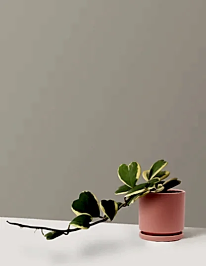 Trailing Hoya Heart