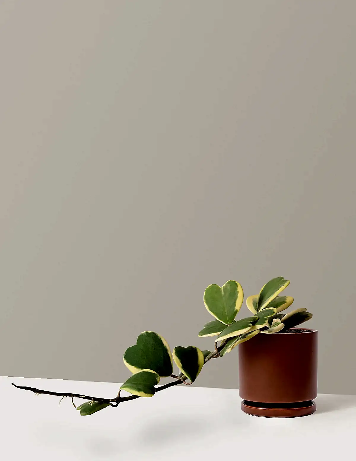 Trailing Hoya Heart