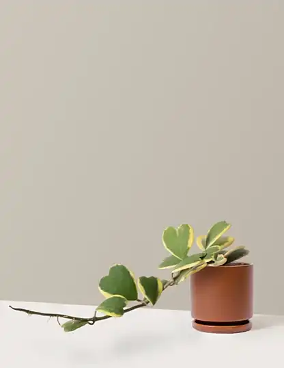 Trailing Hoya Heart