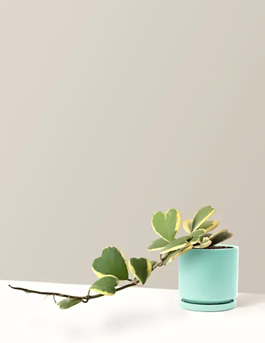 Trailing Hoya Heart