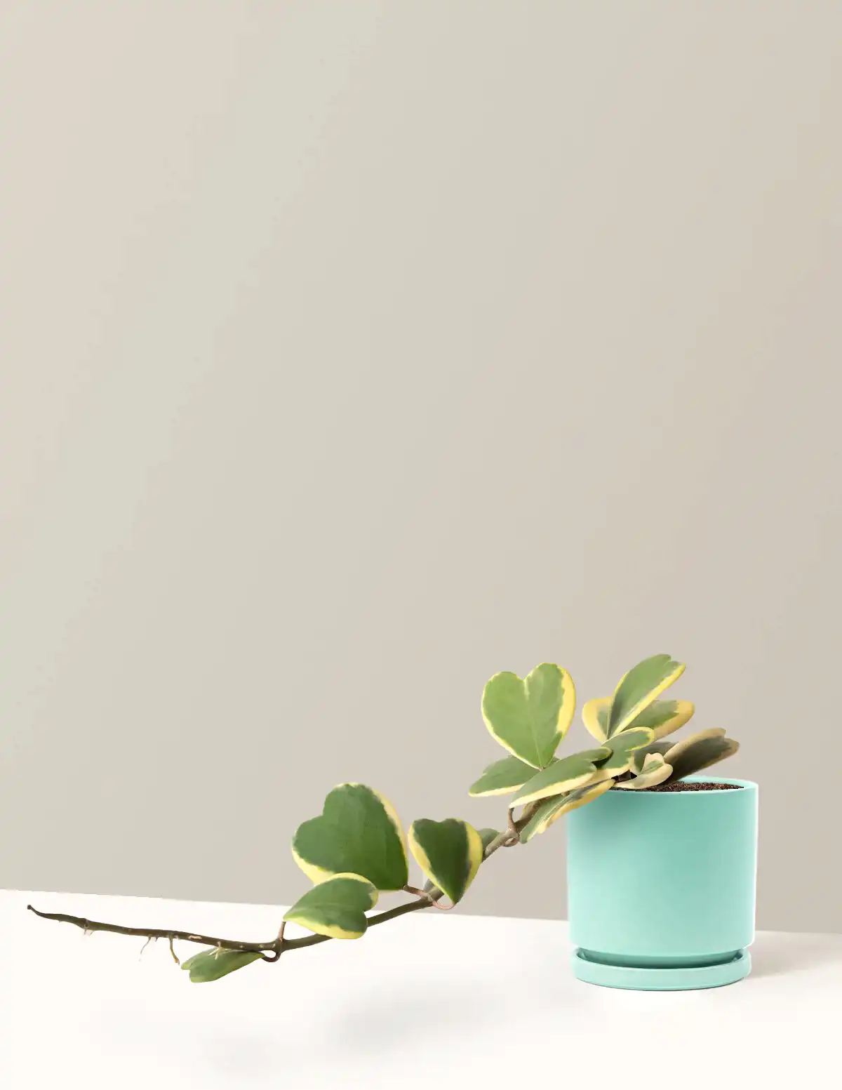 Trailing Hoya Heart