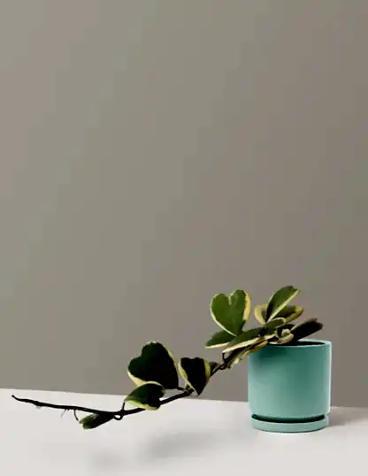 Trailing Hoya Heart