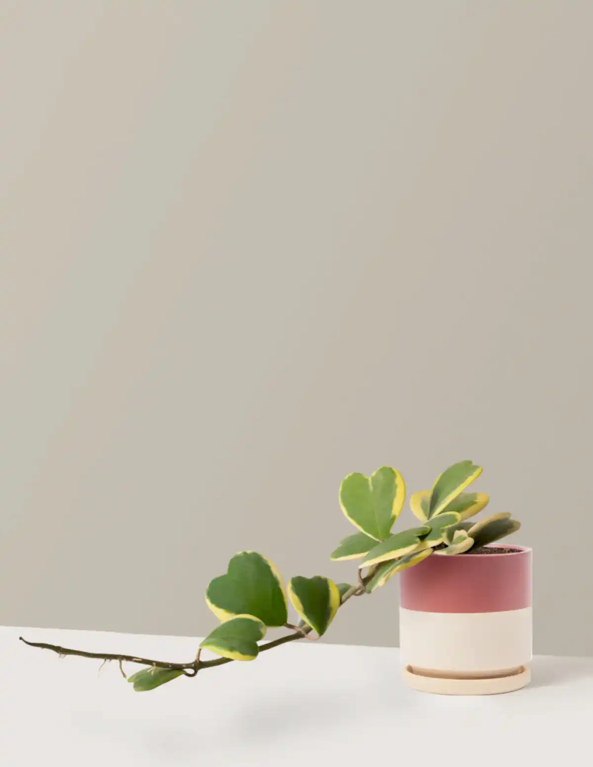Trailing Hoya Heart