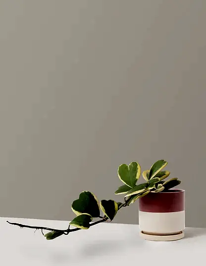 Trailing Hoya Heart