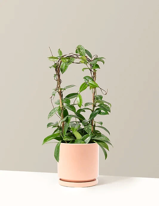 Hoya Pubicalyx Hoop