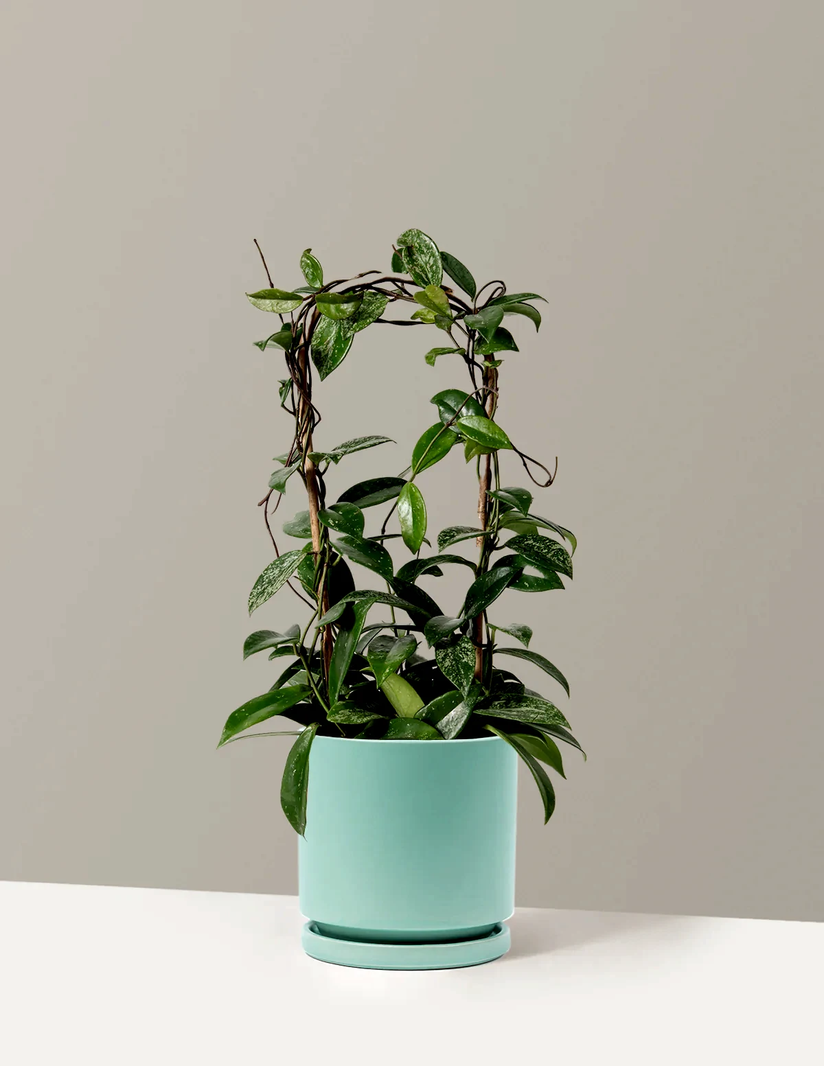 Hoya Pubicalyx Hoop