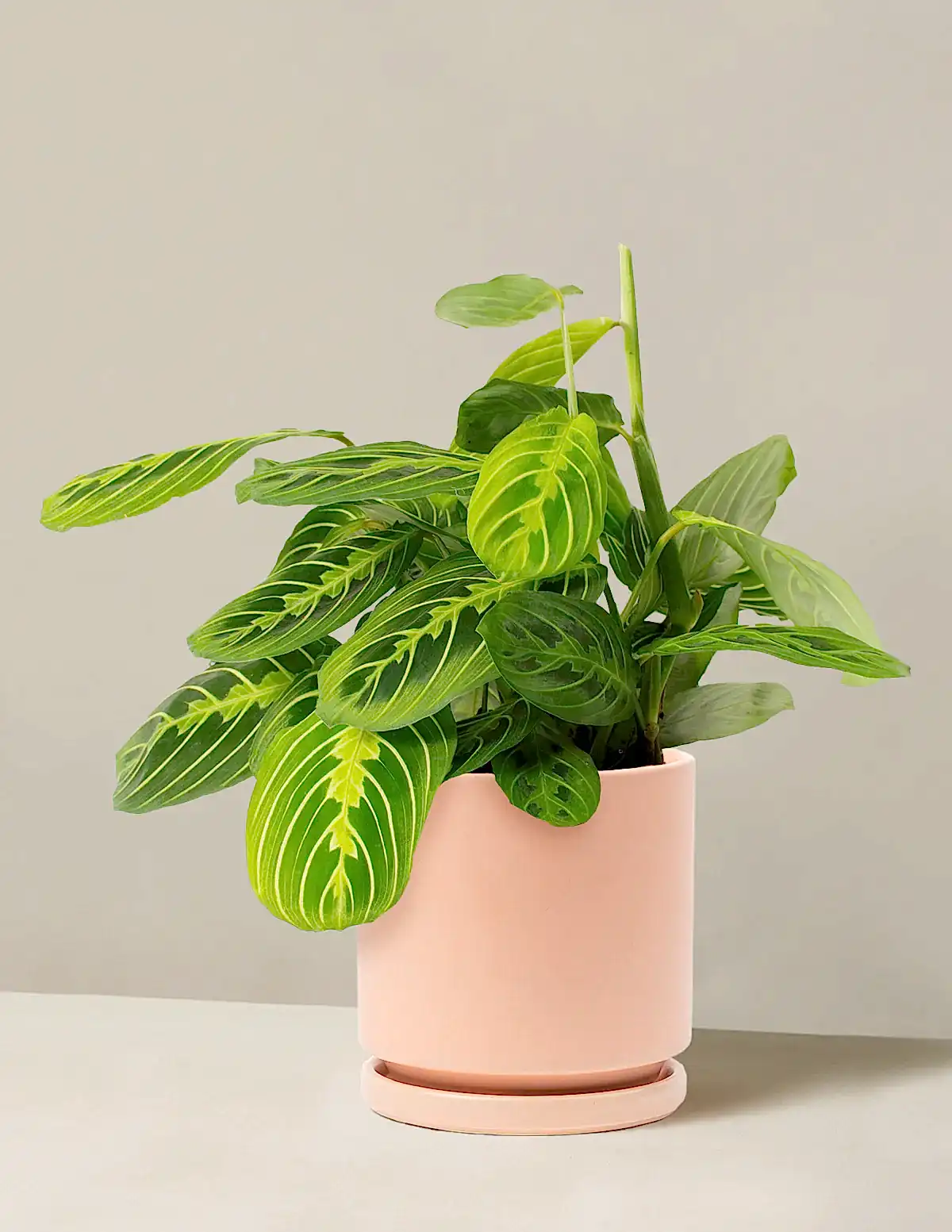 Maranta Lemon Lime