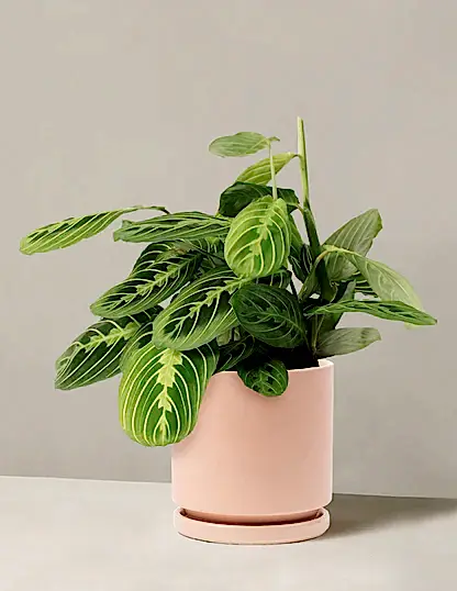Maranta Lemon Lime