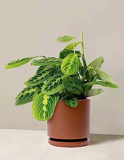 Maranta Lemon Lime