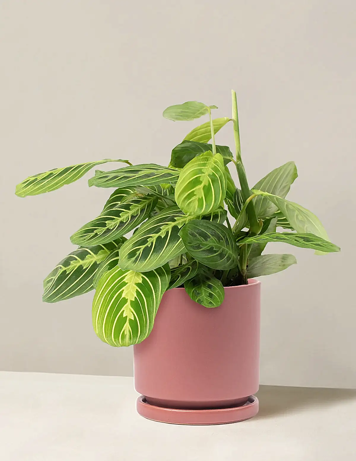 Maranta Lemon Lime