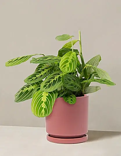 Maranta Lemon Lime