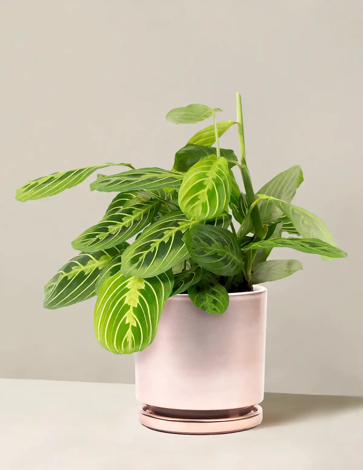 Maranta Lemon Lime