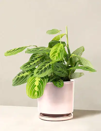 Maranta Lemon Lime