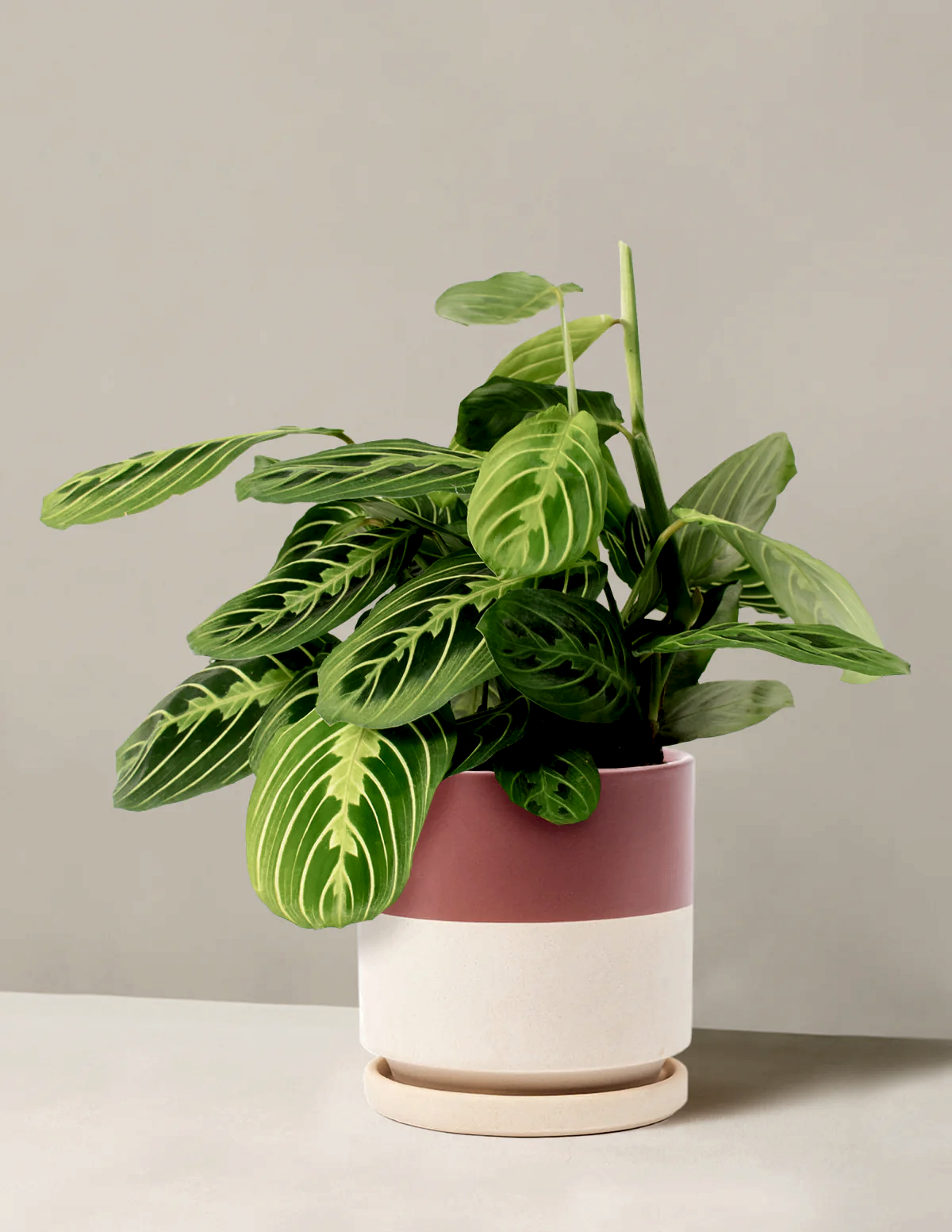 Maranta Lemon Lime