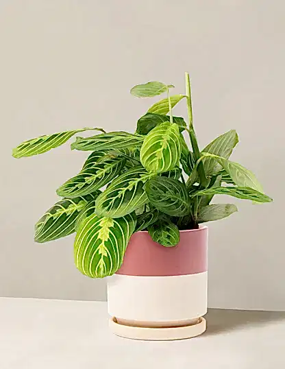 Maranta Lemon Lime