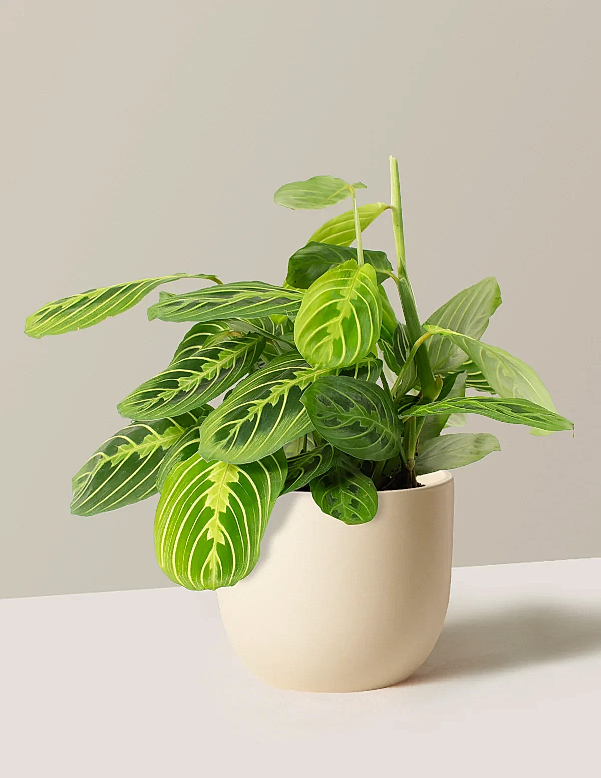 Maranta Lemon Lime
