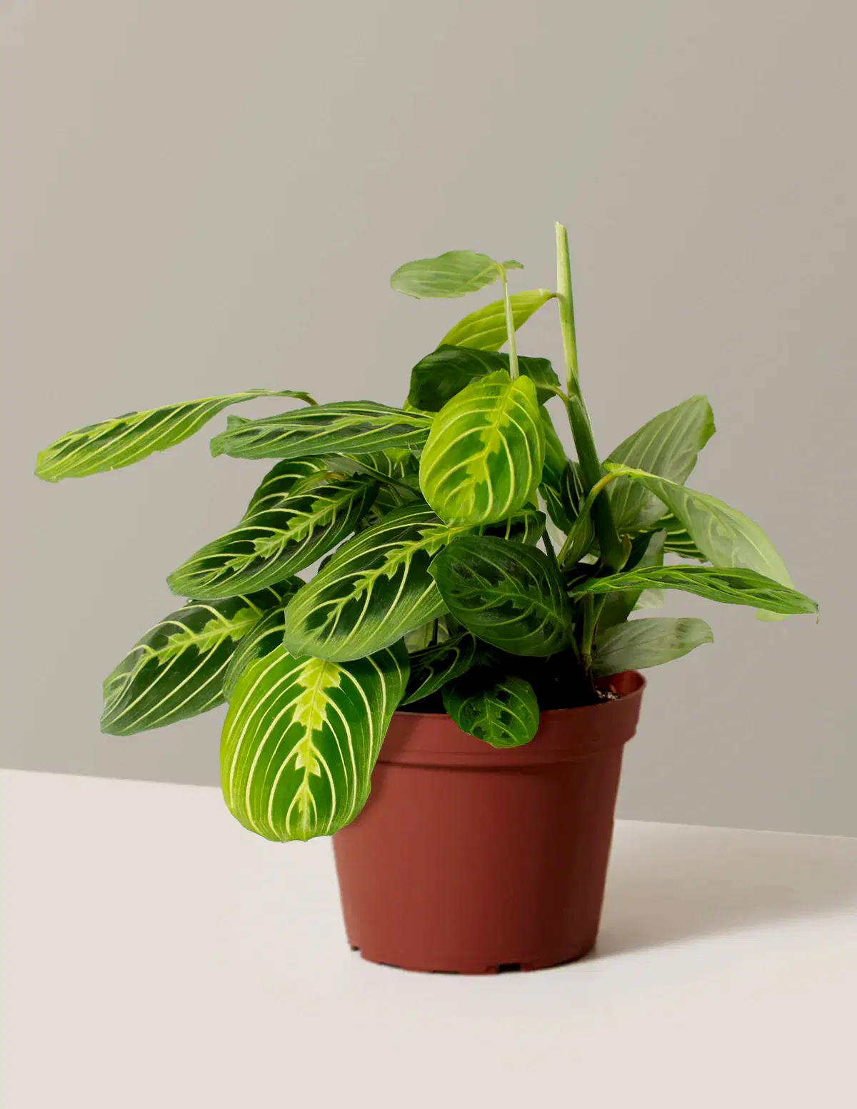 Maranta Lemon Lime