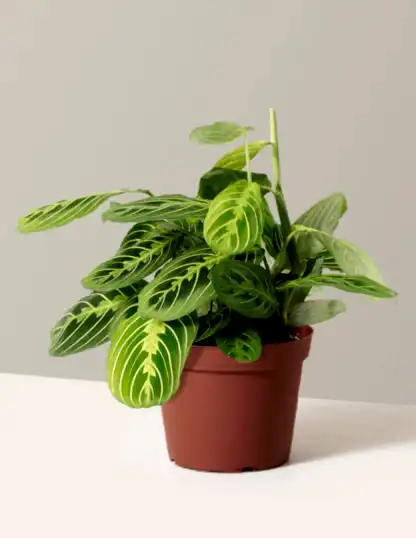 Maranta Lemon Lime