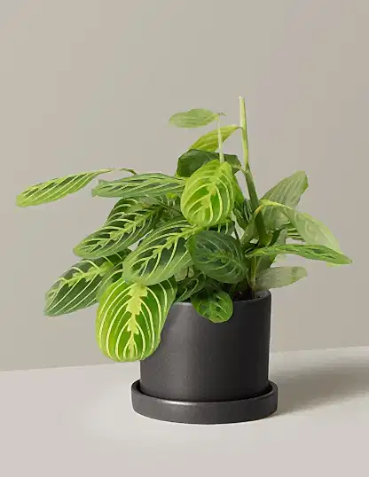 Maranta Lemon Lime