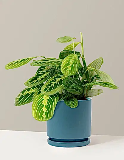 Maranta Lemon Lime