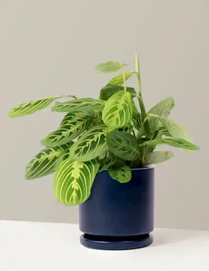 Maranta Lemon Lime