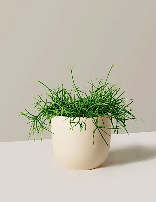 Rhipsalis Baccifera Mistletoe Cactus