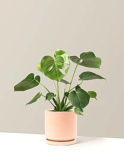 Monstera Deliciosa