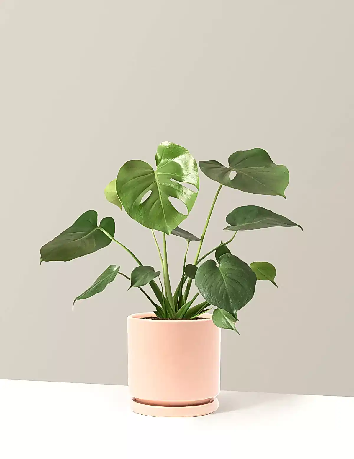 Monstera Deliciosa