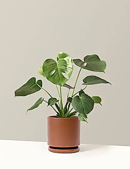 Monstera Deliciosa