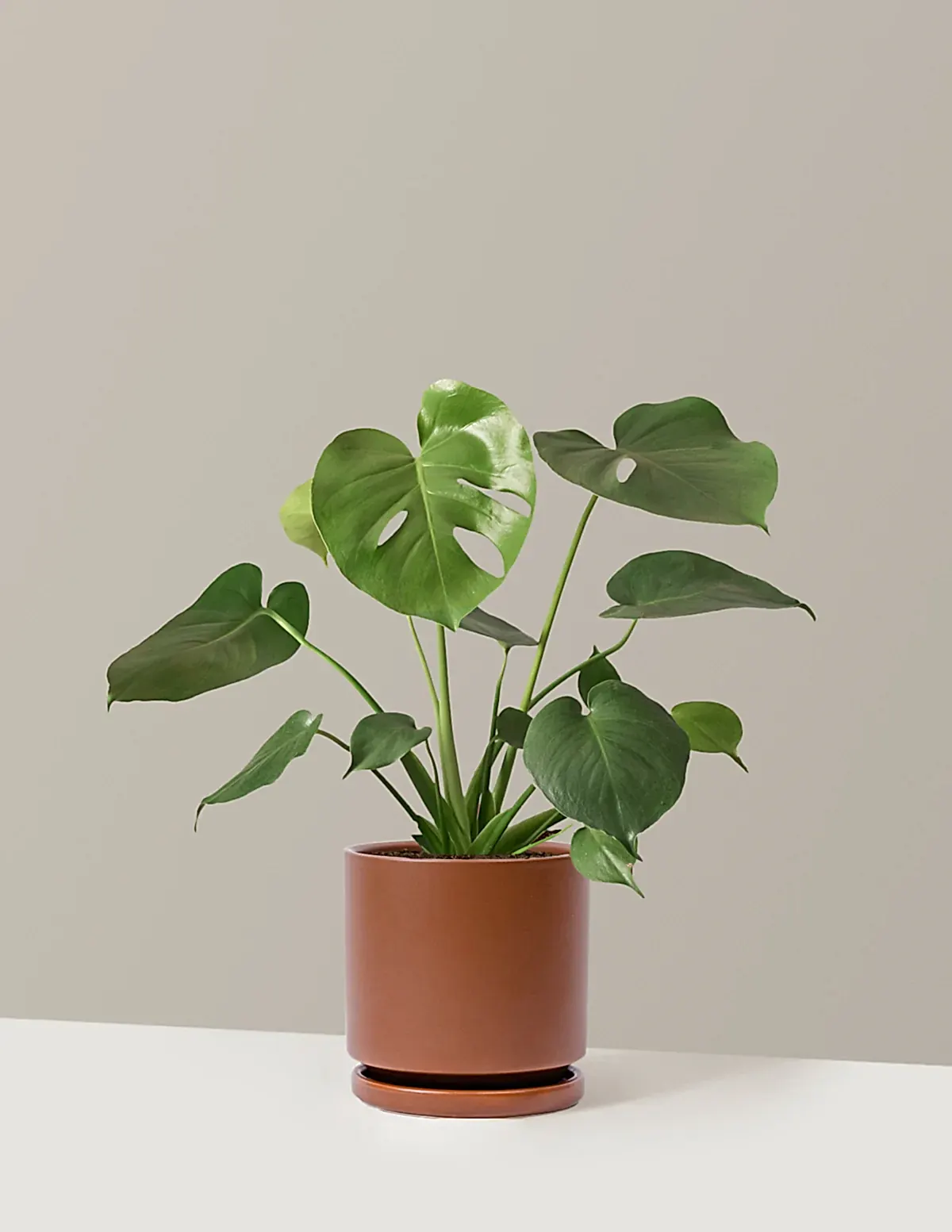Monstera Deliciosa