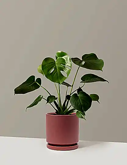 Monstera Deliciosa