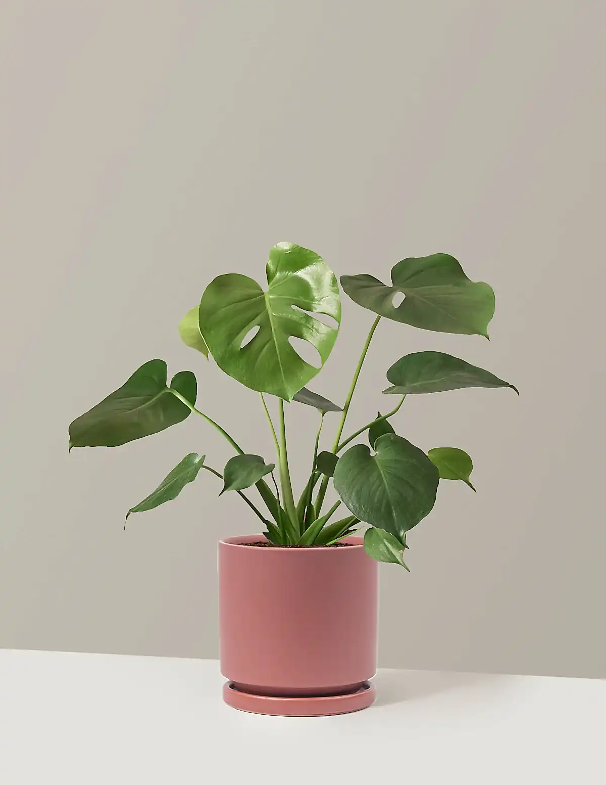 Monstera Deliciosa