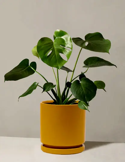 Monstera Deliciosa