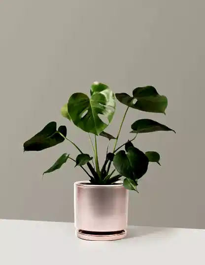 Monstera Deliciosa