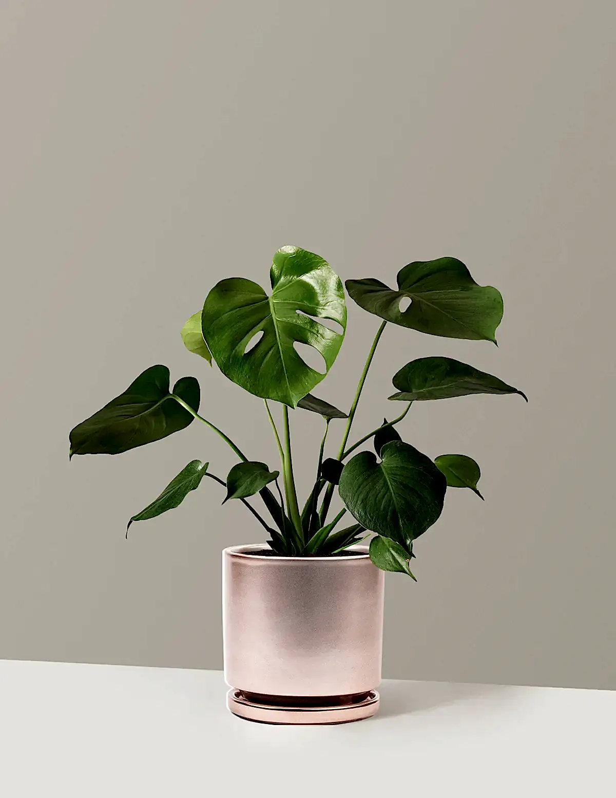 Monstera Deliciosa