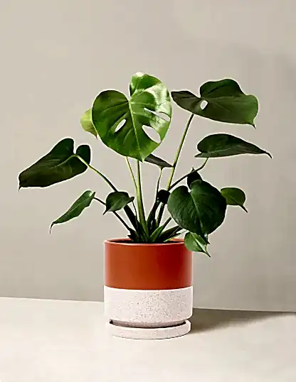 Monstera Deliciosa