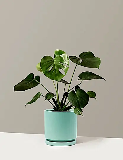 Monstera Deliciosa