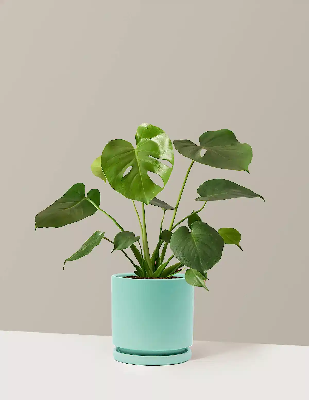 Monstera Deliciosa