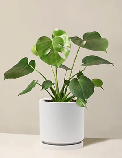 Monstera Deliciosa