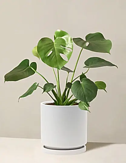 Monstera Deliciosa