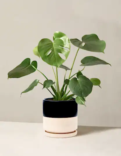 Monstera Deliciosa