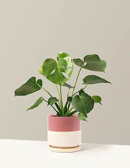 Monstera Deliciosa